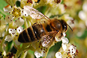 abeille2